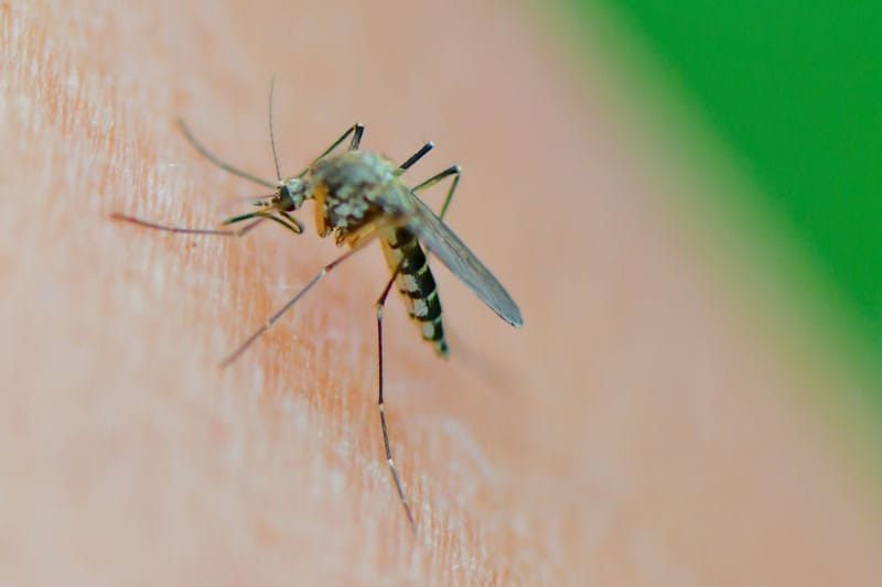 Stechmücken breiten sich rapide aus.