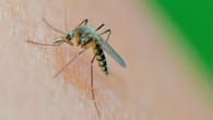 Mückeninvasion in Deutschland: Warum sie tödlich enden kann