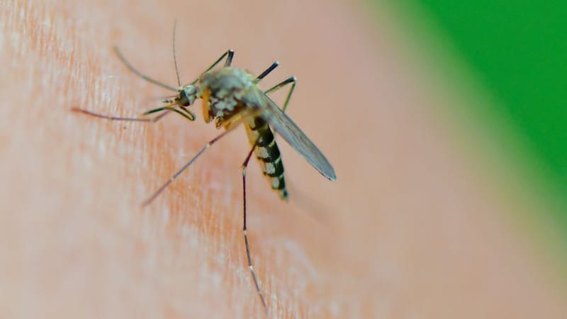 Stechmücken breiten sich rapide aus.