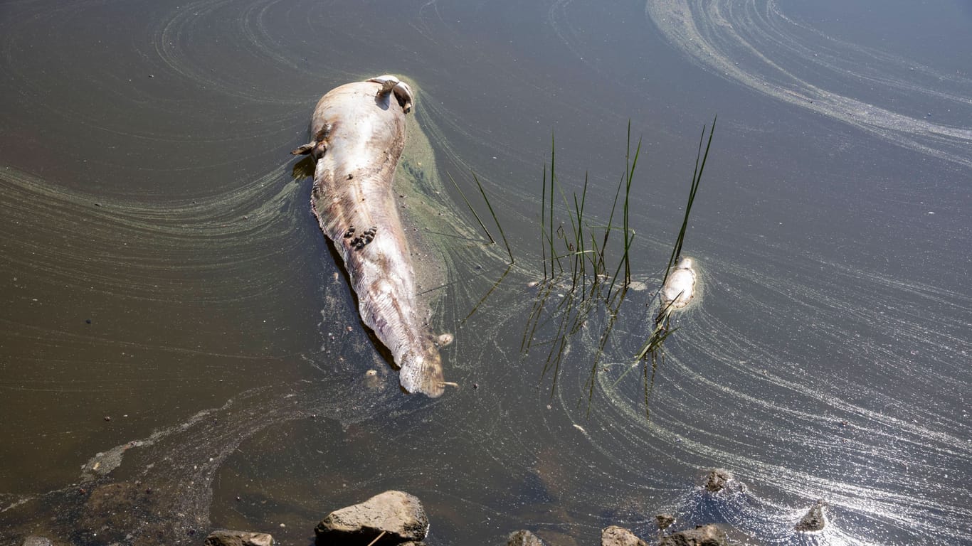 Fischsterben in der Oder (Archivbild): Polen beruft einen Krisenstab ein.