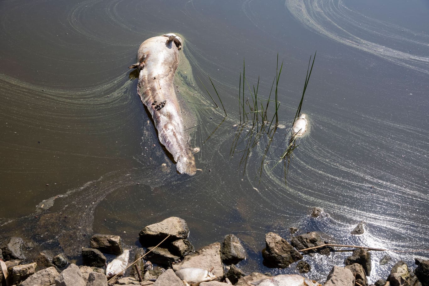 Fischsterben in der Oder (Archivbild): Polen beruft einen Krisenstab ein.