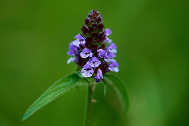 Nahaufnahme einer kleinen Braunelle: Die Pflanze wird auch kleine Brunelle, gewöhnliche Braunelle und Prunella Vulgaris genannt.