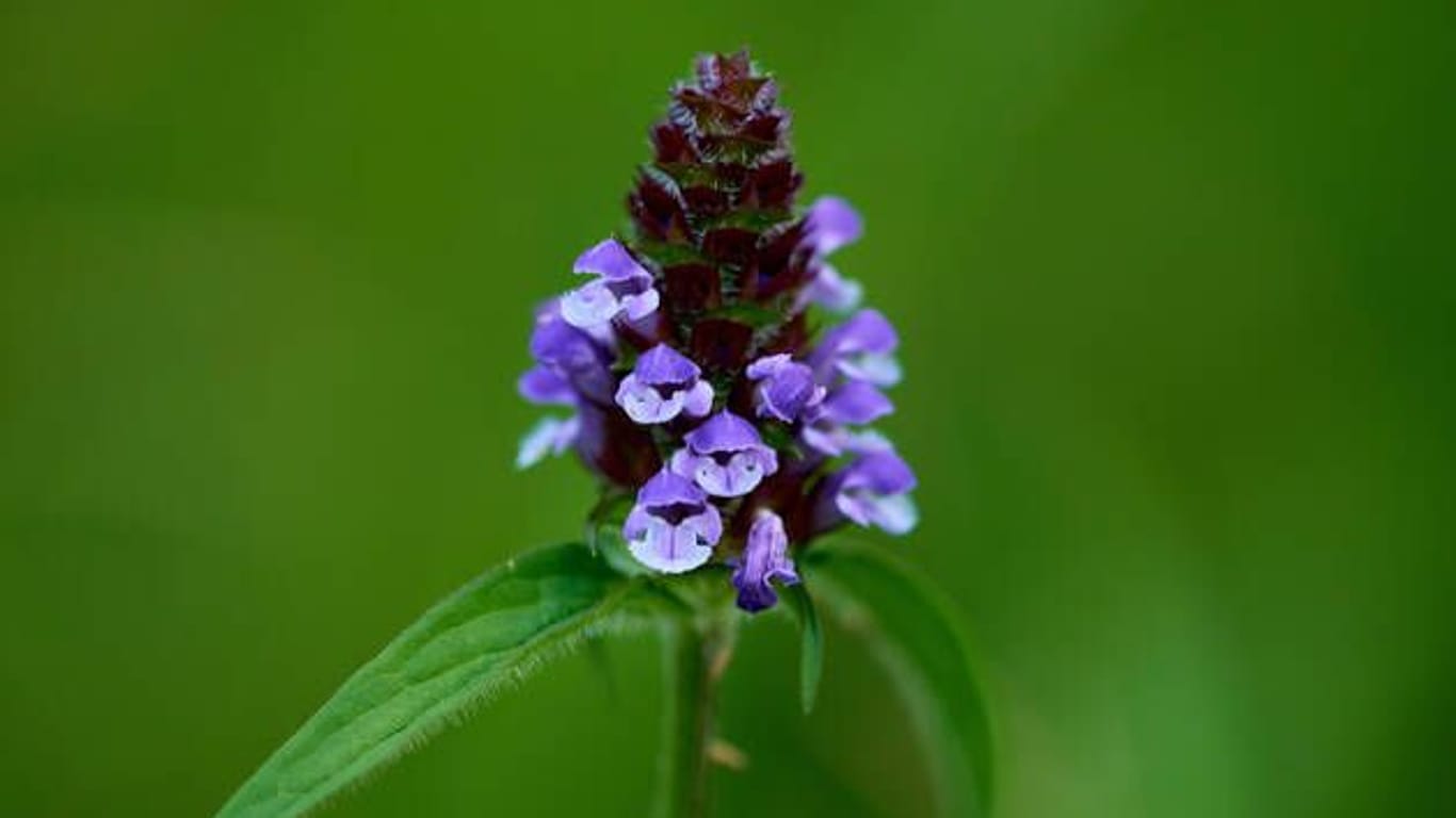 Nahaufnahme einer kleinen Braunelle: Die Pflanze wird auch kleine Brunelle, gewöhnliche Braunelle und Prunella Vulgaris genannt.