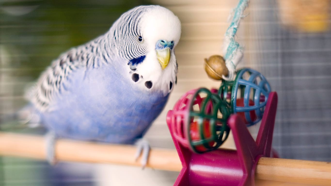 Ein Wellensittich mit Spielzeug in einem Käfig: Vögel eignen sich dann als Haustier, wenn Kinder gerne beobachten und nicht ständig mit dem Tier spielen wollen.
