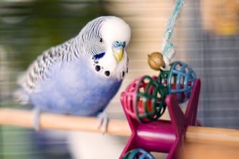Ein Wellensittich mit Spielzeug in einem Käfig: Vögel eignen sich dann als Haustier, wenn Kinder gerne beobachten und nicht ständig mit dem Tier spielen wollen.