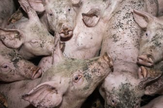 Zahlreiche Schweine leben zusammengepfercht in einem Schlachtbetrieb (Archivfoto): Allein für Niedersachsen listet das Projekt 37 Fälle von Tierquälerei auf.