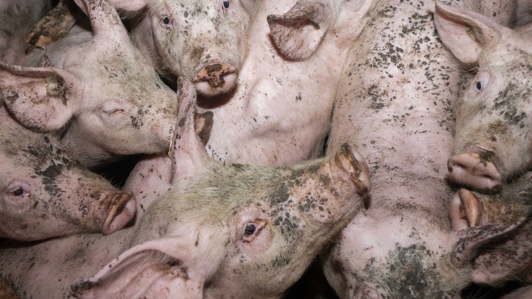 Zahlreiche Schweine leben zusammengepfercht in einem Schlachtbetrieb (Archivfoto): Allein für Niedersachsen listet das Projekt 37 Fälle von Tierquälerei auf.