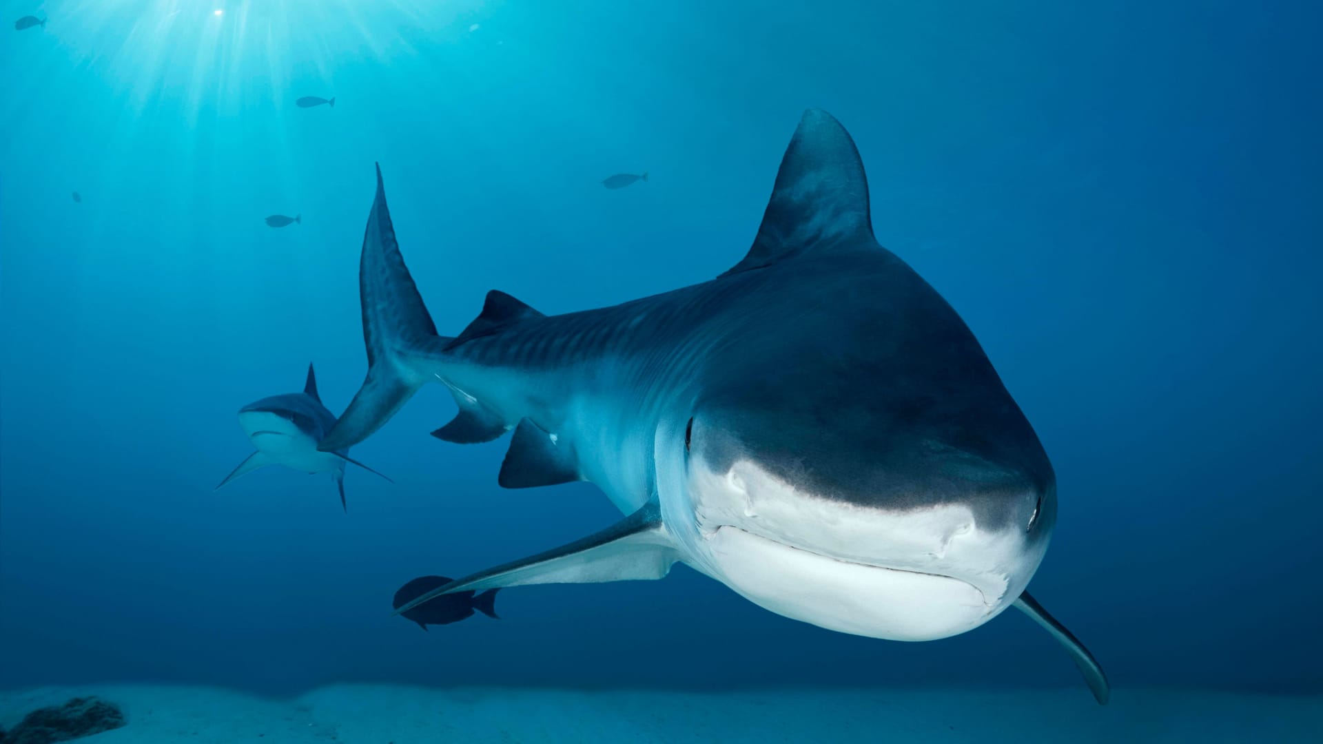 Ein Tigerhai auf den Malediven (Archivbild): Nahe der Bahamas hat ein Hai eine Frau offenbar attackiert.