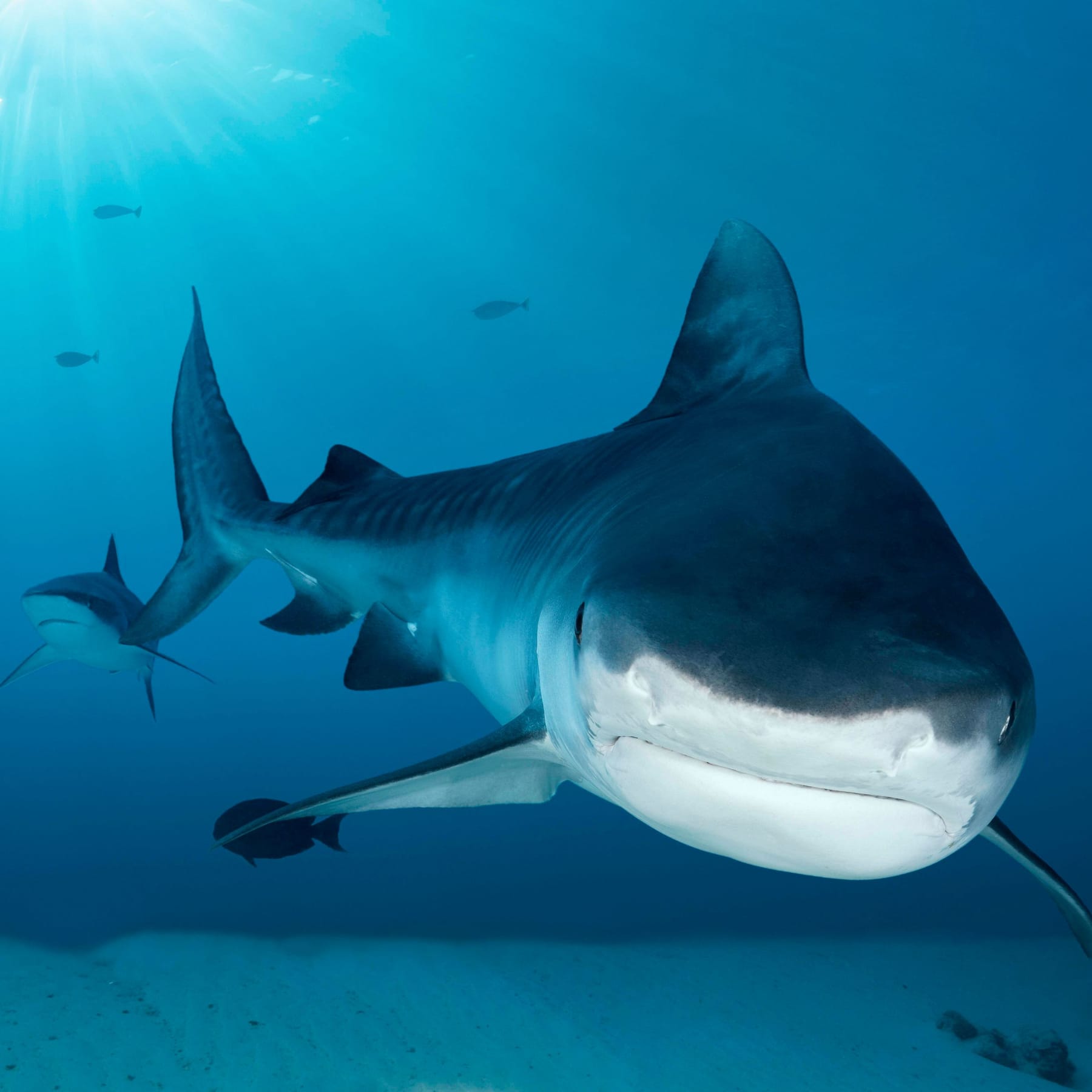 Hai-Attacke Deutsche Taucherin auf den Bahamas vermisst