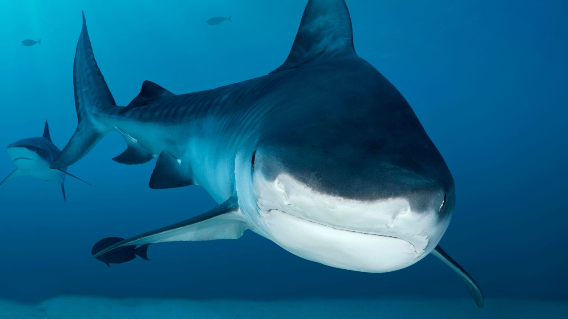 Ein Tigerhai auf den Malediven (Archivbild): Nahe der Bahamas hat ein Hai eine Frau offenbar attackiert.