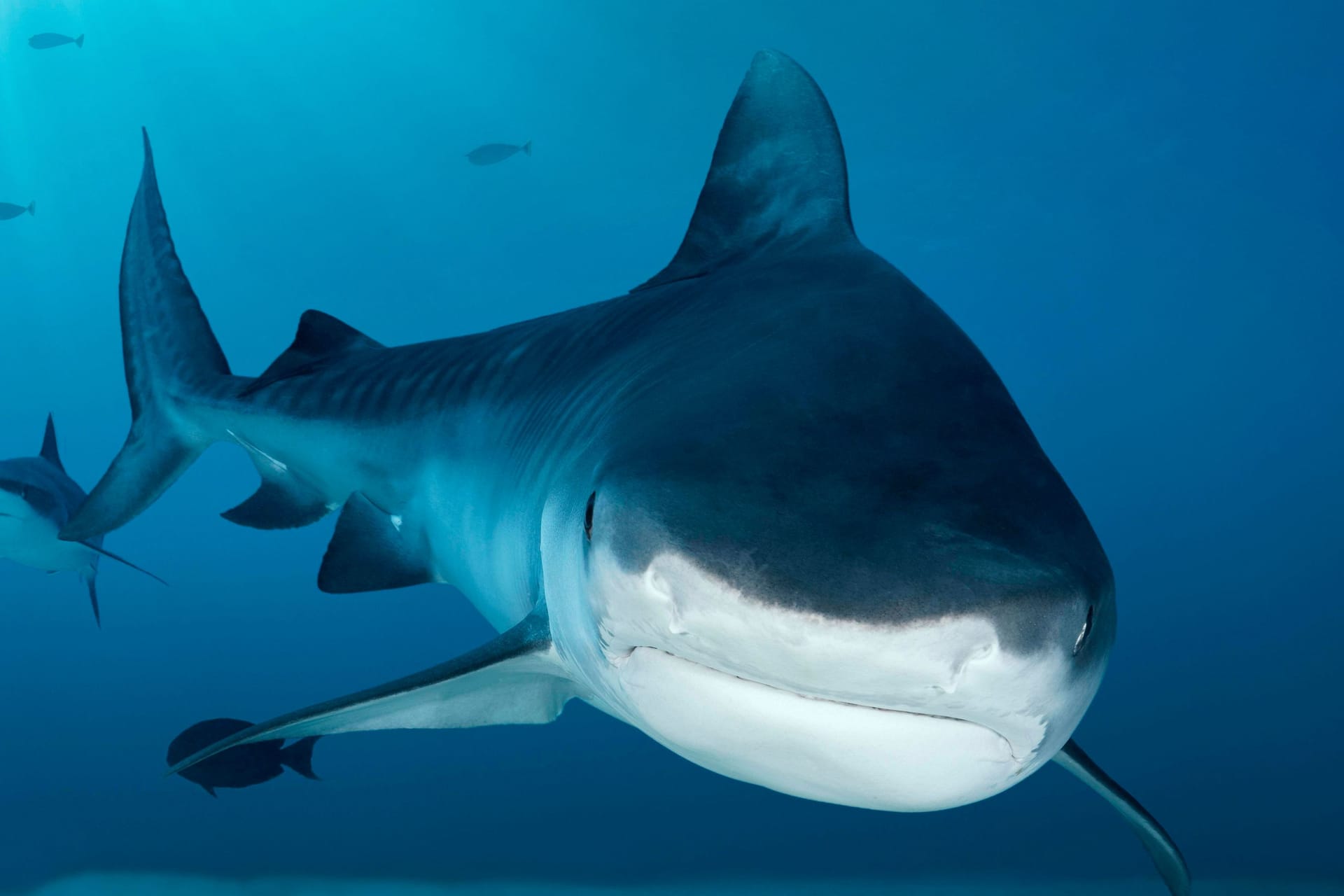 Ein Tigerhai auf den Malediven (Archivbild): Nahe der Bahamas hat ein Hai eine Frau offenbar attackiert.