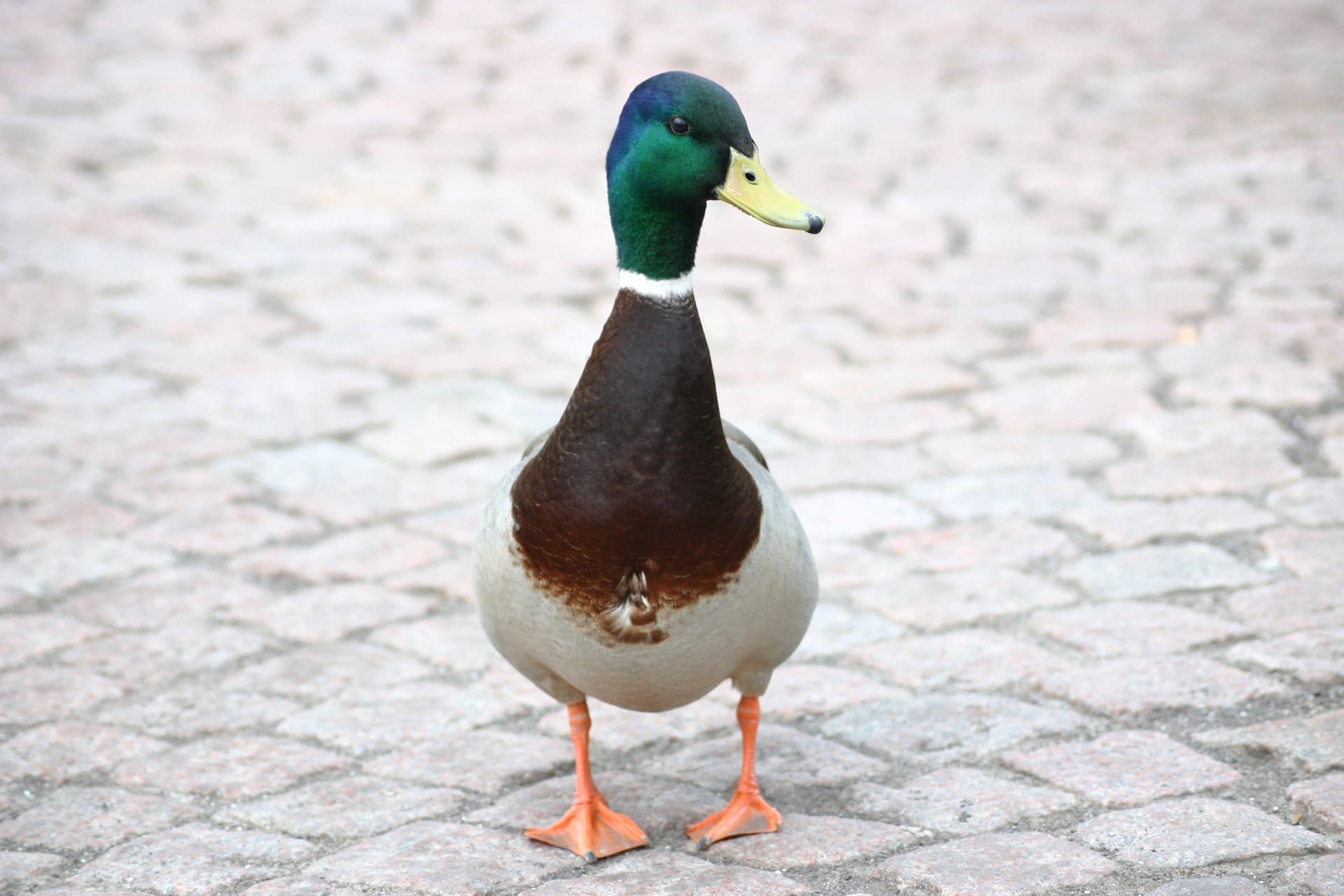 Eine Ente im Kölner Mediapark: Ein Obdachloser soll die Wasservögel gequält haben.