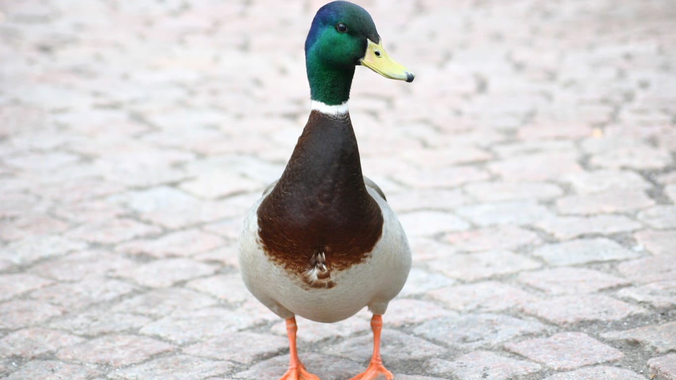 Eine Ente im Kölner Mediapark: Ein Obdachloser soll die Wasservögel gequält haben.