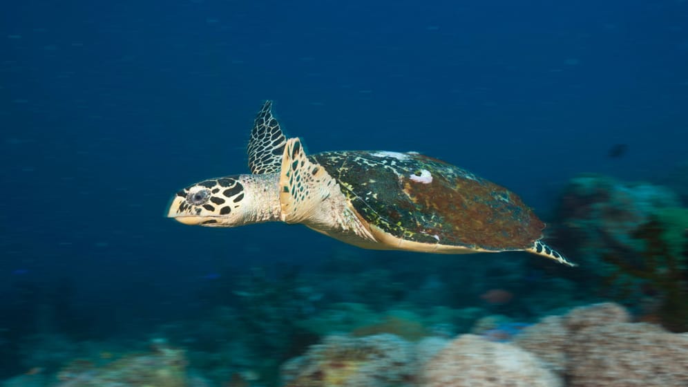 Meeresschildkröte: Am Strand von Mallorca wurde die Eiablage abgesperrt.