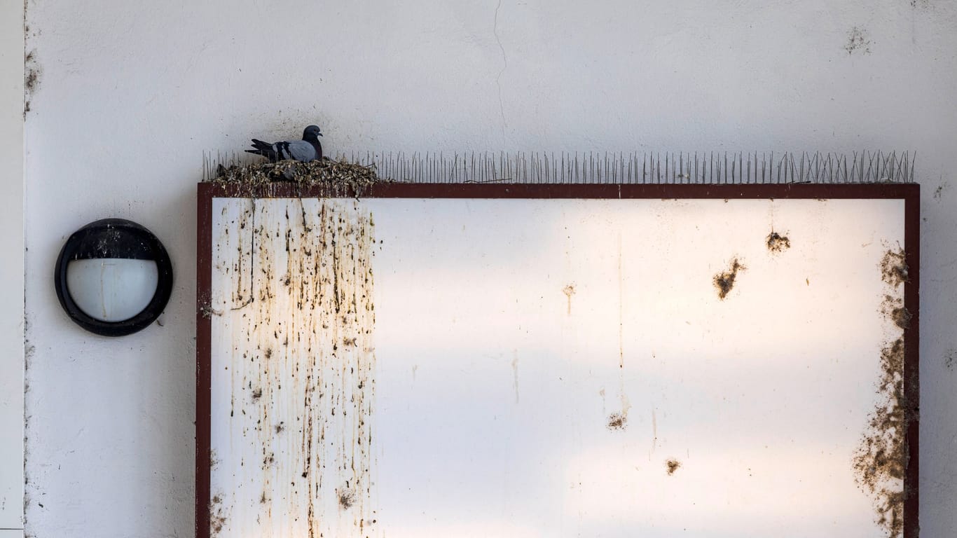 Taubennest in einem Bahnhof (Symbolfoto): Sogenannte Taubenspikes halten die Alttiere häufig nicht auf. Für die Jungtiere werden sie meist jedoch zur tödlichen Falle.