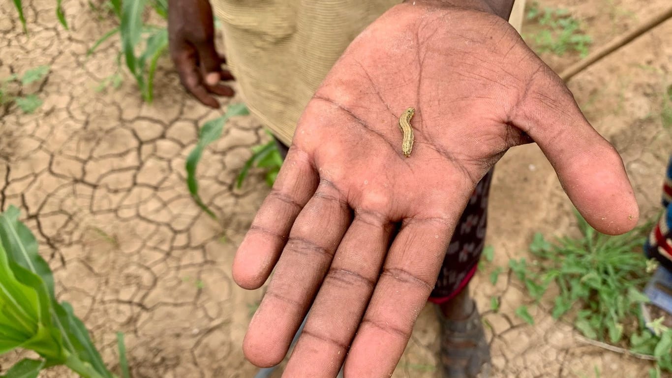 Schädlinge wie Raupen befallen in Ostafrika das durch Wassermangel geschwächte Getreide.