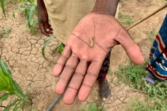 Schädlinge wie Raupen befallen in Ostafrika das durch Wassermangel geschwächte Getreide.