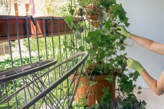 Weinreben wachsen selbst auf sonnigen Balkonen gut – vorausgesetzt sie werden richtig gepflegt.
