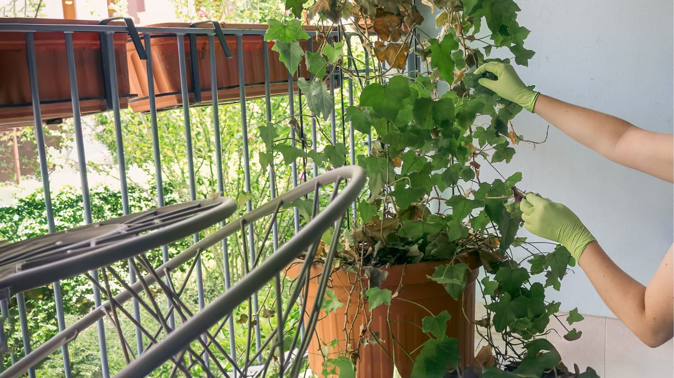 Weinreben wachsen selbst auf sonnigen Balkonen gut – vorausgesetzt sie werden richtig gepflegt.