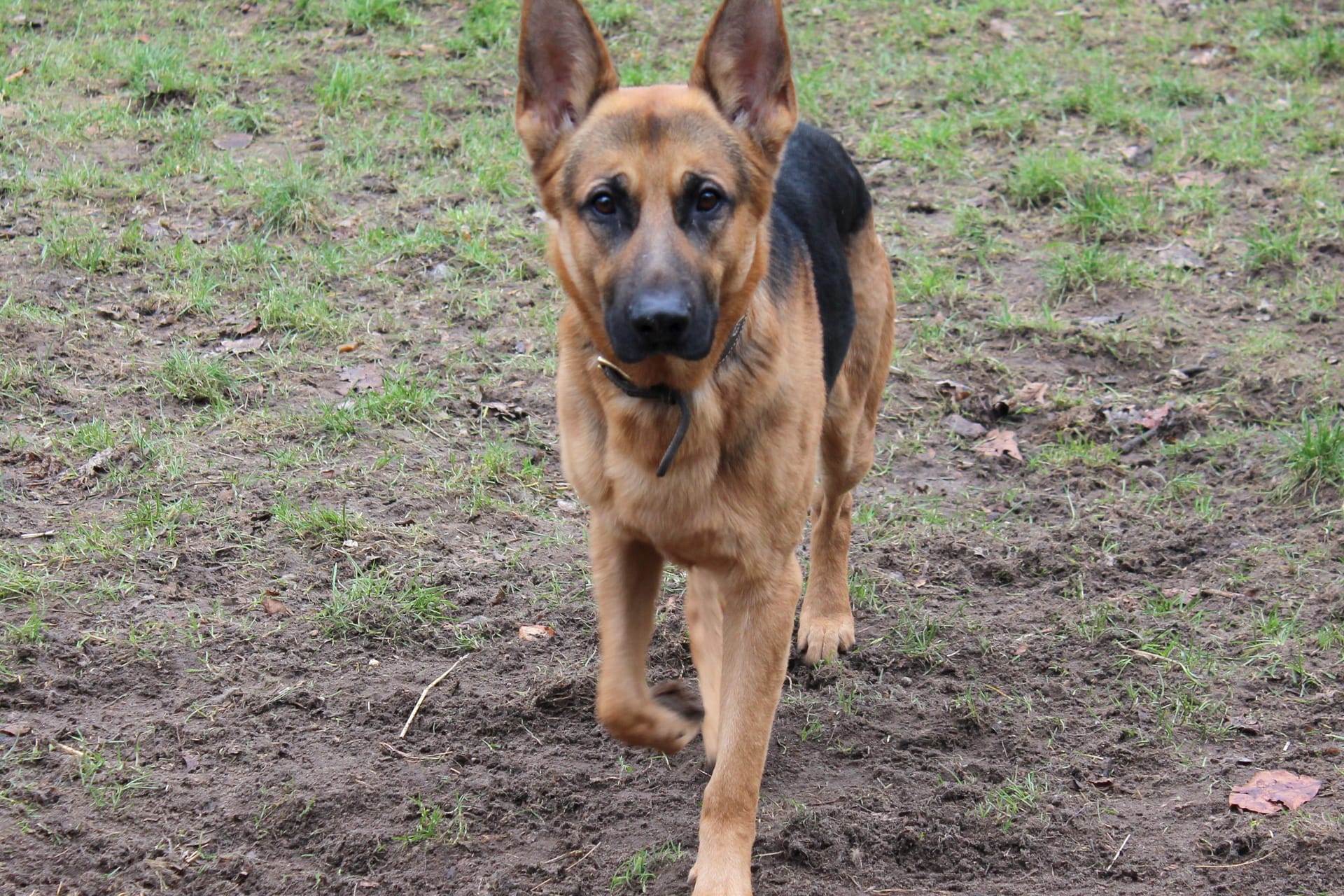 Schäferhund Otto: Das Tier hat ein schlimmes Martyrium hinter sich.