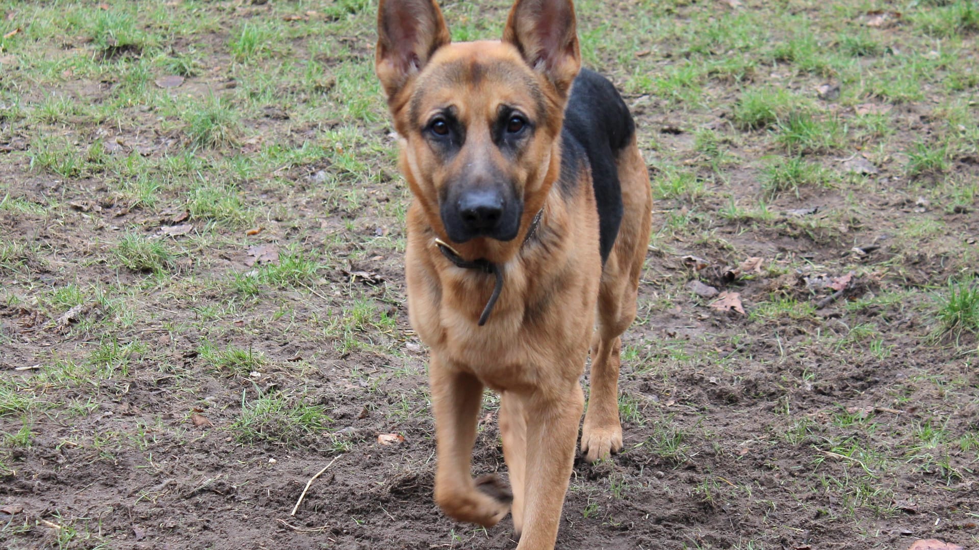 Schäferhund Otto: Das Tier hat ein schlimmes Martyrium hinter sich.