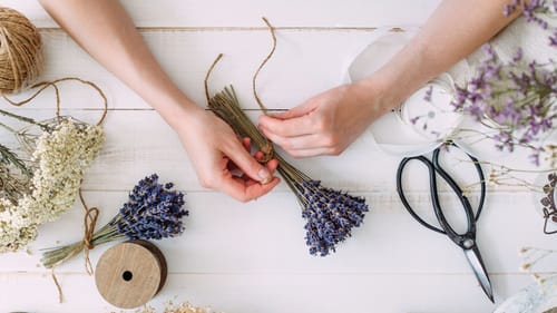 Lavendel im Frühjahr schneiden So bringen Sie ihn zur vollen Blüte