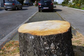 Baumstumpf an einer Straße (Symbolbild): Die Besitzerin hatte ihr Fahrrad mit einem Faltschloss an dem Baum festgemacht.