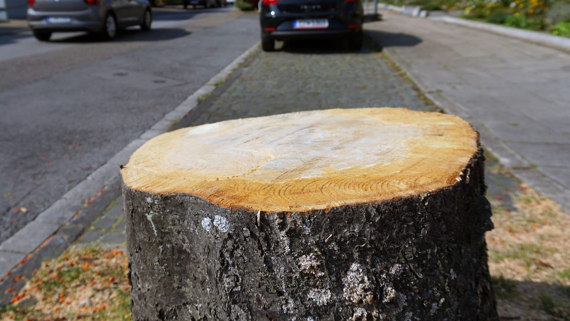 Baumstumpf an einer Straße (Symbolbild): Die Besitzerin hatte ihr Fahrrad mit einem Faltschloss an dem Baum festgemacht. Baumstumpf an einer Straße (Symbolbild): Die Besitzerin hatte ihr Fahrrad mit einem Faltschloss an dem Baum festgemacht.