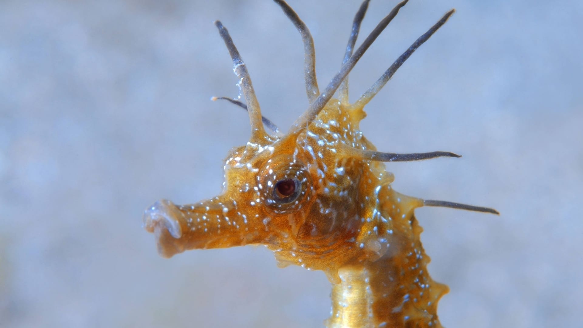 Kurzschnäuziges Seepferdchen (Hippocampus hippocampus): Die Art gilt seit den 1930er Jahren in der Nordsee eigentlich als verschwunden.