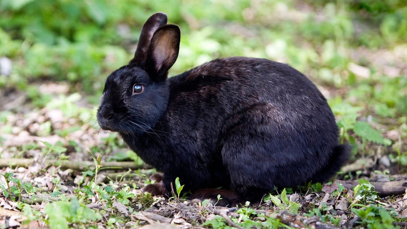 Ein schwarzes Kaninchen (Symbolbild): Im hannoverschen Stadtteil Vahrenwald wurde ein Kaninchen ausgesetzt – auf kaltherzige Art und Weise.
