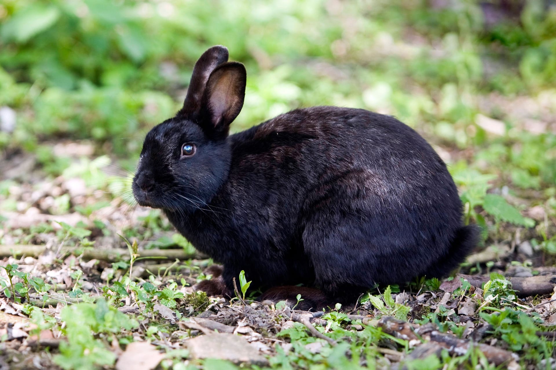 Ein schwarzes Kaninchen (Symbolbild): Im hannoverschen Stadtteil Vahrenwald wurde ein Kaninchen ausgesetzt – auf kaltherzige Art und Weise.