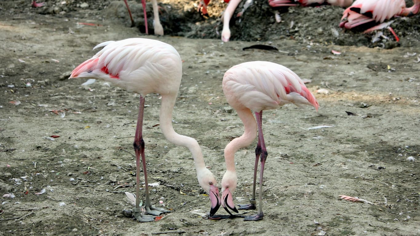 Flamingos in Hellabrunn: Homosexuelle Tiere dieser Vogelart nehmen die Eier oder Küken adoptivmäßig in Obhut.