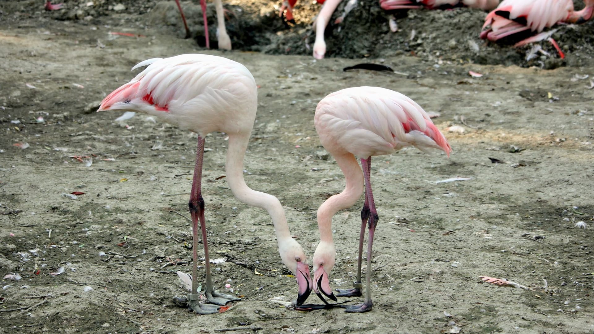 Flamingos in Hellabrunn: Homosexuelle Tiere dieser Vogelart nehmen die Eier oder Küken adoptivmäßig in Obhut.