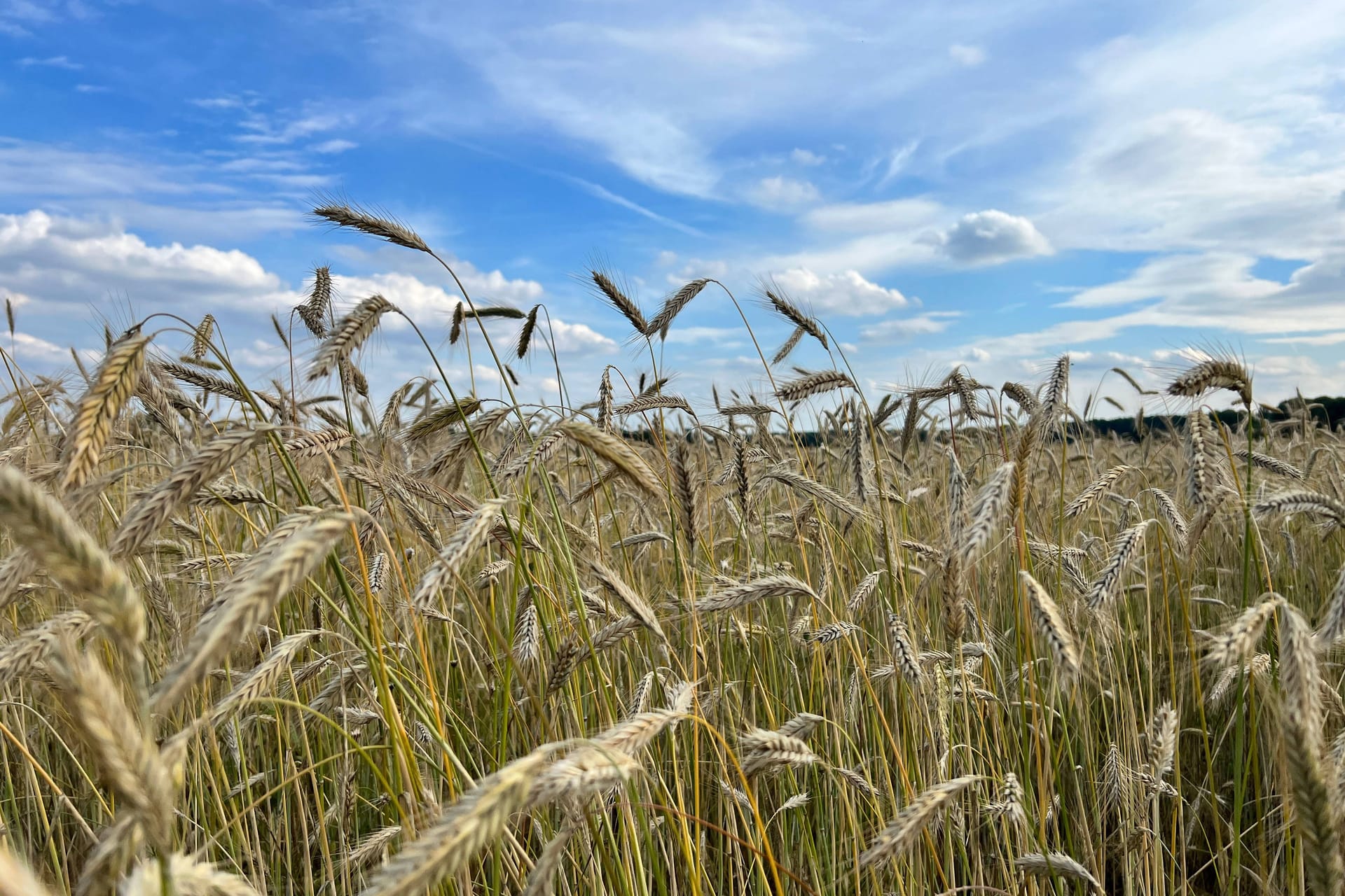 Kornfeld (Symbolbild): Eine Vermisste wurde in einem Kornfeld gefunden.