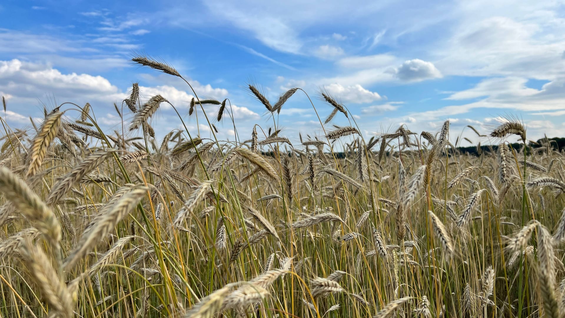 Kornfeld (Symbolbild): Eine Vermisste wurde in einem Kornfeld gefunden.