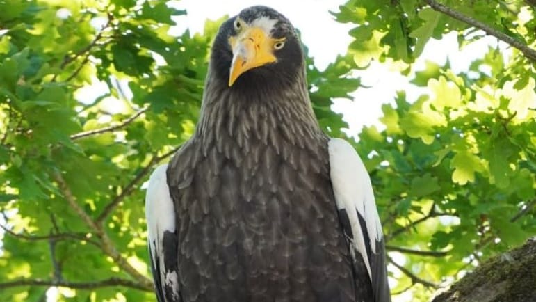 Neugierig schaut der Riesenseeadler in die Kamera von Ornithologin Ursel Richelshagen vom Nabu. Das Tier fliegt nun seit einer Woche durch das Cuxland und sorgt für Erstaunen.