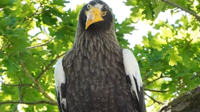 Neugierig schaut der Riesenseeadler in die Kamera von Ornithologin Ursel Richelshagen vom Nabu. Das Tier fliegt nun seit einer Woche durch das Cuxland und sorgt für Erstaunen.