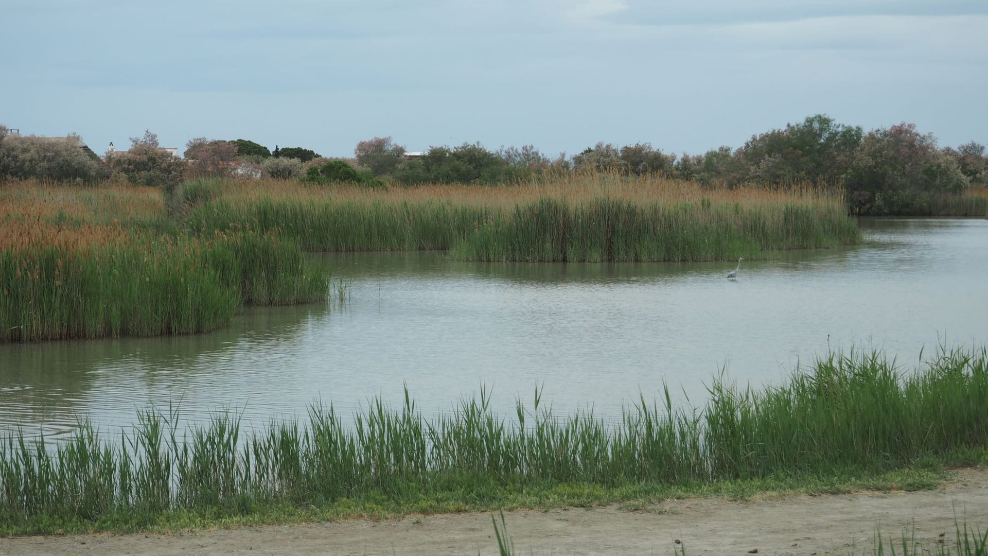 Klimawandel bedroht die Camargue