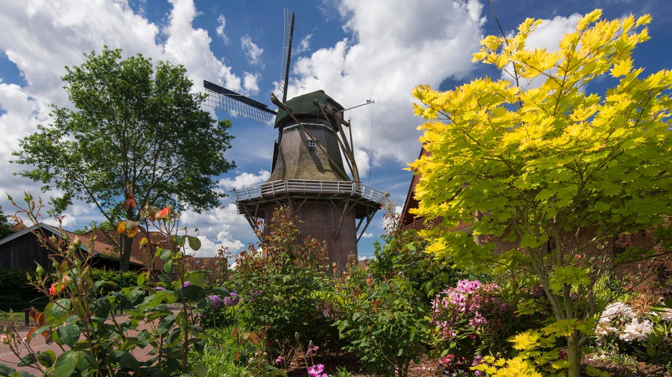 Eine Holländerwindmühle, erbaut 1870, steht umfasst von bunten Pflanzen im Saterland (Archivfoto): Die Region ist bekannt für diese Bauwerke und besonders bei Radtouristen beliebt.