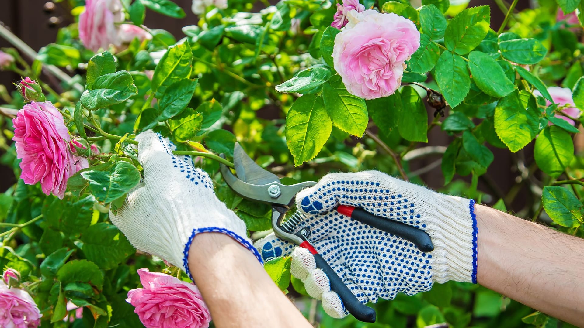 Ein gezielter Schnitt im Sommer kann viele Rosen zur Bildung neuer Blüten anregen.