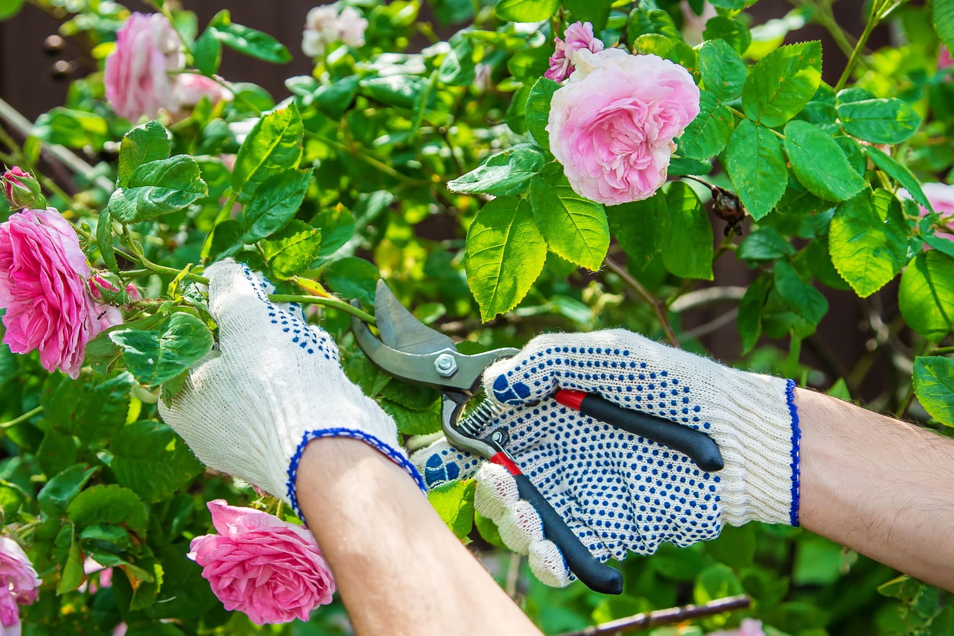 Ein gezielter Schnitt im Sommer kann viele Rosen zur Bildung neuer Blüten anregen.