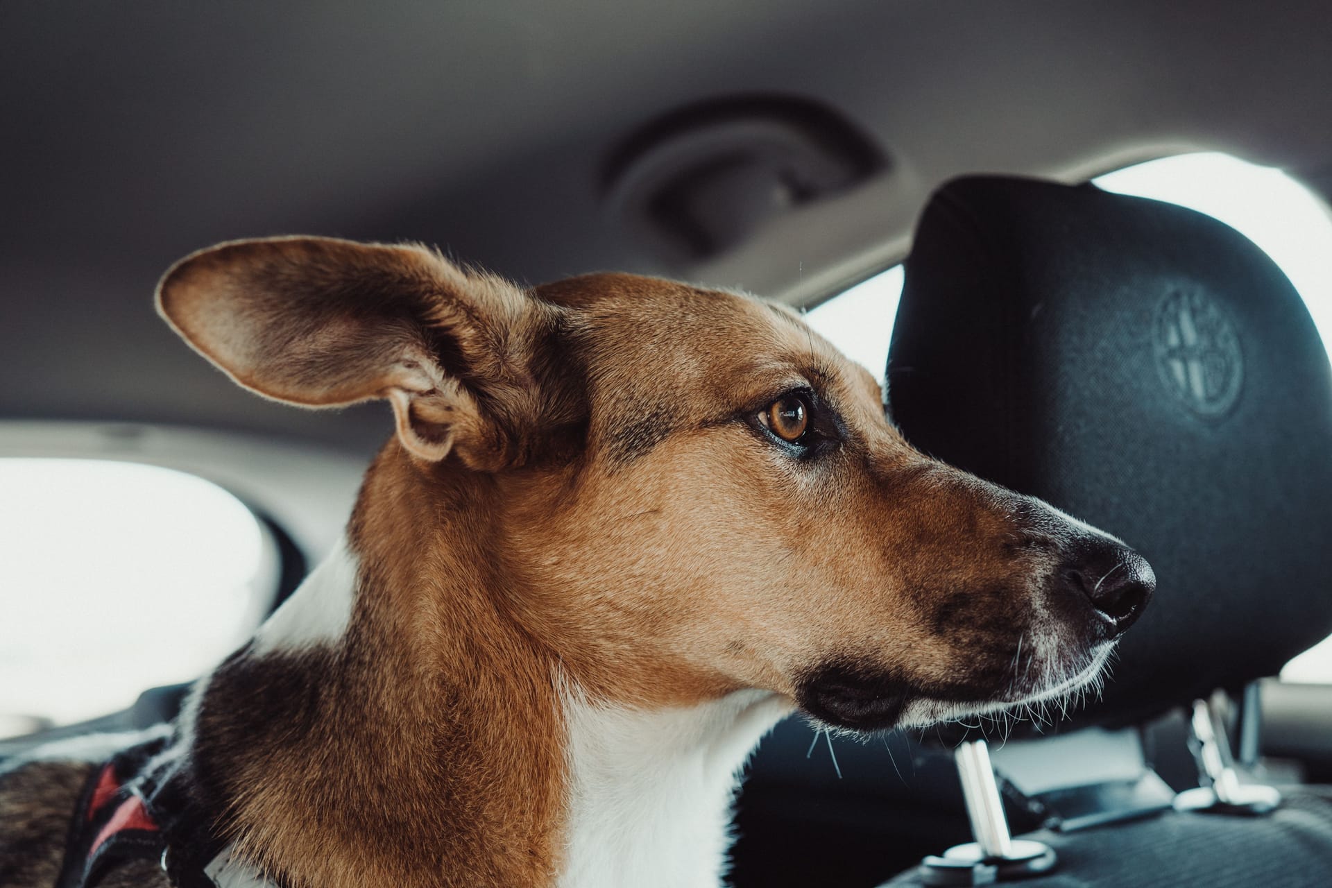 Wird schnell lebensgefährlich: An warmen Tagen dürfen Hunde und Kinder nicht allein im Auto zurückbleiben.