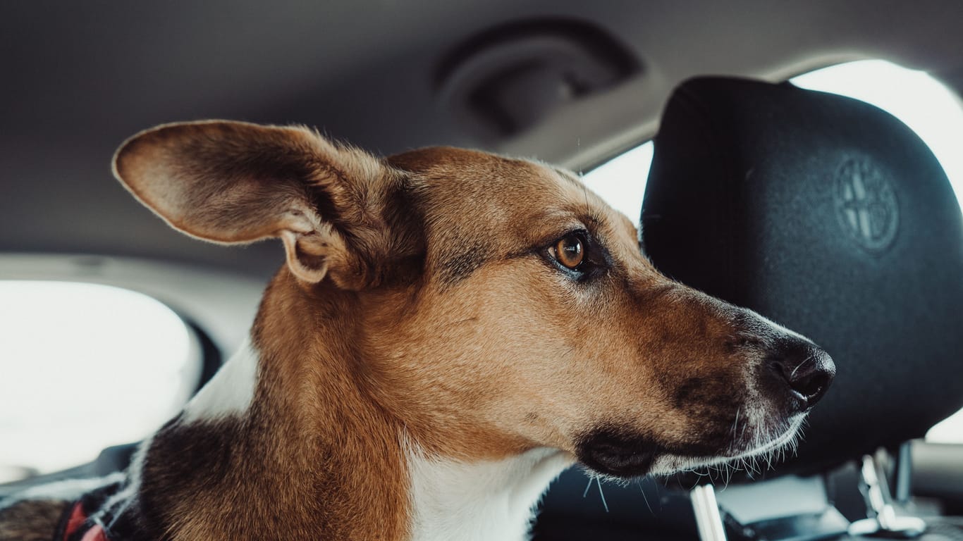 Wird schnell lebensgefährlich: An warmen Tagen dürfen Hunde und Kinder nicht allein im Auto zurückbleiben.
