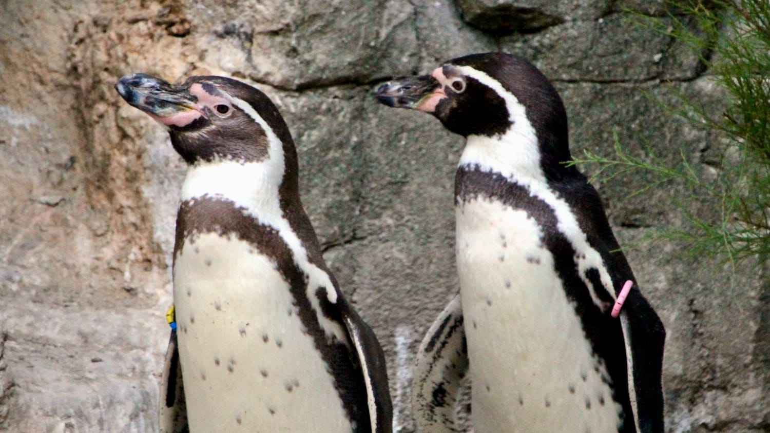 Humboldt-Pinguine im Tierpark Hellabrun: Schon zu Zeiten von Aristoteles sollen Gelehrte gleichgeschlechtliche Paarungsakte bei Tieren festgestellt haben.