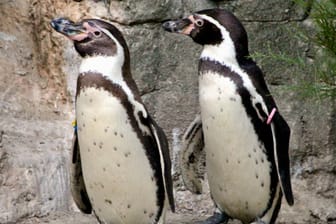 Humboldt-Pinguine im Tierpark Hellabrun: Schon zu Zeiten von Aristoteles sollen Gelehrte gleichgeschlechtliche Paarungsakte bei Tieren festgestellt haben.