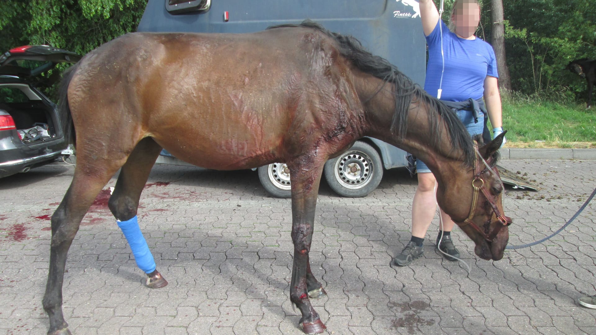 Das Pferd wurde verletzt.
