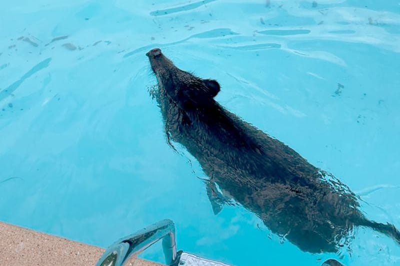 Ein Wildschwein: Es hat sich in einen Swimmingpool verirrt.