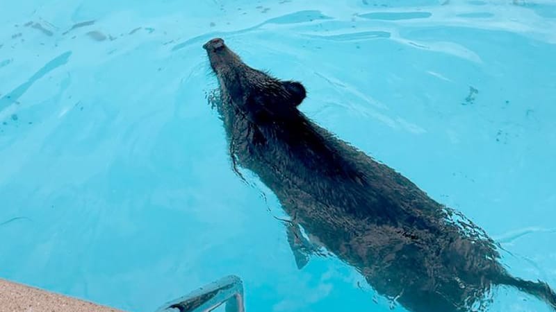 Ein Wildschwein: Es hat sich in einen Swimmingpool verirrt.