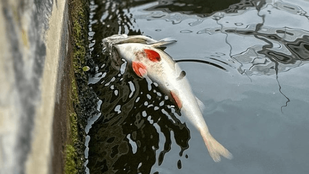 Toter Fisch in der Spree: Die Umweltverwaltung hat 2,5 Kubikmeter toter Tiere aus dem Wasser geholt. Toter Fisch in der Spree: Die Umweltverwaltung hat 2,5 Kubikmeter toter Tiere aus dem Wasser geholt.