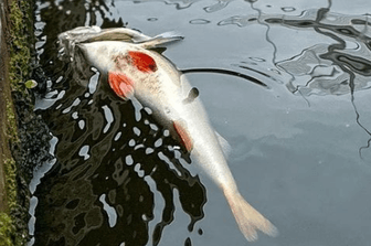 Toter Fisch in der Spree: Die Umweltverwaltung hat 2,5 Kubikmeter toter Tiere aus dem Wasser geholt. Toter Fisch in der Spree: Die Umweltverwaltung hat 2,5 Kubikmeter toter Tiere aus dem Wasser geholt.